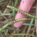 Paspalum dilatatum Poir.Paspalum dilatatum Poir.