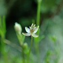 Sagina micropetala RauschertSagina micropetala Rauschert