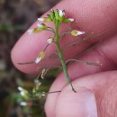 Arabidopsis thaliana (L.) Heynh.Arabidopsis thaliana (L.) Heynh.