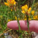 Genista tridentata L. subsp. tridentata .Genista tridentata L. subsp. tridentata .