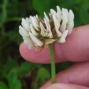 Trifolium repens L.Trifolium repens L.