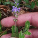 Veronica officinalis L.Veronica officinalis L.