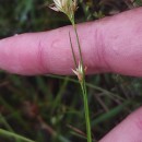 Rhynchospora alba (L.) VahlRhynchospora alba (L.) Vahl