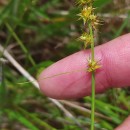 Carex echinata MurrayCarex echinata Murray