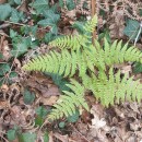 Pteridium aquilinum (L.) KuhnPteridium aquilinum (L.) Kuhn