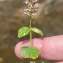 Mentha suaveolens Ehrh.Mentha suaveolens Ehrh.