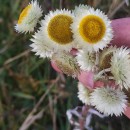 Helichrysum foetidum (L.) Cass.Helichrysum foetidum (L.) Cass.