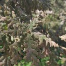 Quercus pyrenaica Willd.Quercus pyrenaica Willd.