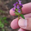 Prunella vulgaris L.Prunella vulgaris L.