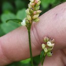 Persicaria maculosa GrayPersicaria maculosa Gray