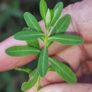 Euphorbia flavicoma DC. subsp. occidentalis M. LaínzEuphorbia flavicoma DC. subsp. occidentalis M. Laínz