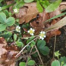 Potentilla sterilis (L.) GarckePotentilla sterilis (L.) Garcke