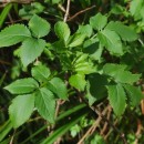 Sambucus nigra L.Sambucus nigra L.