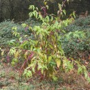 Phytolacca americana L.Phytolacca americana L.