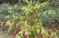 Phytolacca americana L.Phytolacca americana L.