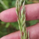 Arrhenatherum elatius (L.) Beauv. ex J. & C. PreslArrhenatherum elatius (L.) Beauv. ex J. & C. Presl