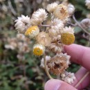 Helichrysum foetidum (L.) Cass.Helichrysum foetidum (L.) Cass.