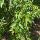 Liquidambar styraciflua L.Liquidambar styraciflua L.