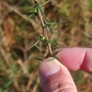 Genista triacanthos Brot.Genista triacanthos Brot.