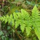 Dryopteris dilatata (Hoffm.) A. GrayDryopteris dilatata (Hoffm.) A. Gray