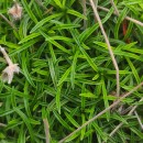 Armeria pubigera (Desf.) Boiss.Armeria pubigera (Desf.) Boiss.