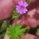 Geranium molle L.Geranium molle L.