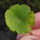 Hydrocotyle vulgaris L.Hydrocotyle vulgaris L.