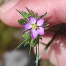 Spergularia rubra (L.) J. & C. PreslSpergularia rubra (L.) J. & C. Presl