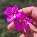 Gladiolus communis L.Gladiolus communis L.