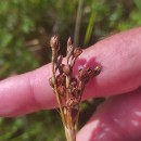 Juncus squarrosus L.Juncus squarrosus L.