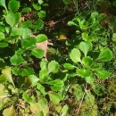 Saxifraga spathularis Brot.Saxifraga spathularis Brot.