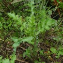 Sonchus asper (L.) HillSonchus asper (L.) Hill