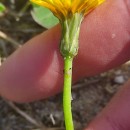 Sonchus bulbosus (L.) Kilian & GreuterSonchus bulbosus (L.) Kilian & Greuter