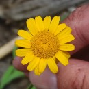 Coleostephus myconis (L.) Reichenb. fil.Coleostephus myconis (L.) Reichenb. fil.