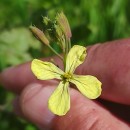 Raphanus raphanistrum L.Raphanus raphanistrum L.