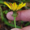 Picris hieracioides L.Picris hieracioides L.