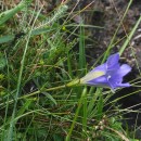 Gentiana pneumonanthe L.Gentiana pneumonanthe L.