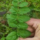 Erodium moschatum (L.) L’Her.Erodium moschatum (L.) L’Her.