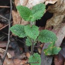 Teucrium scorodonia L.Teucrium scorodonia L.