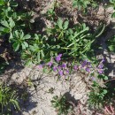 Limonium binervosum (G.E. Sm.) C.E. SalmonLimonium binervosum (G.E. Sm.) C.E. Salmon