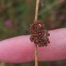 Juncus conglomeratus L.Juncus conglomeratus L.