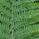 Polystichum setiferum (Forssk.) Woyn.Polystichum setiferum (Forssk.) Woyn.