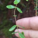 Hypericum pulchrum L.Hypericum pulchrum L.