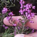 Erica umbellata L.Erica umbellata L.