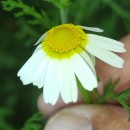 Cladanthus mixtus (L.) Chevall.Cladanthus mixtus (L.) Chevall.