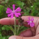 Silene dioica (L.) Clairv.Silene dioica (L.) Clairv.