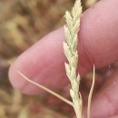 Catapodium marinum (L.) C.E.Hubb.Catapodium marinum (L.) C.E.Hubb.