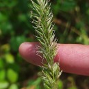 Anthoxanthum amarum Brot.Anthoxanthum amarum Brot.