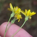 Crepis capillaris (L.) Wallr.Crepis capillaris (L.) Wallr.
