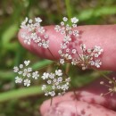 Trocdaris verticillatum (L.) Raf.Trocdaris verticillatum (L.) Raf.